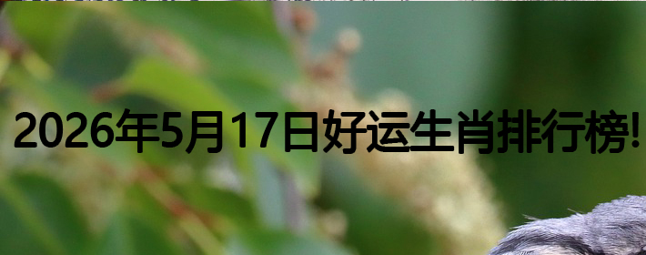 2026年5月17号好运生肖排名榜！
