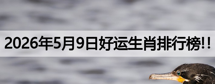 2026年5月9号好运生肖排名榜！