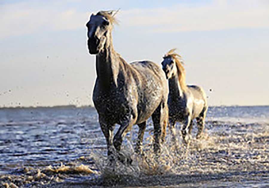 邱华照片