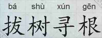 拔树寻根的拼音