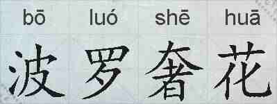 波罗奢花的拼音