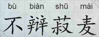不辩菽麦的拼音