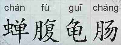 蝉腹龟肠的拼音