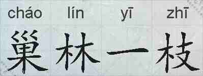 巢林一枝的拼音