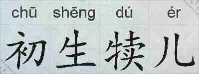 初生犊儿的拼音