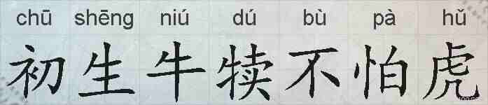 初生牛犊不怕虎的拼音
