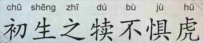 初生之犊不惧虎的拼音