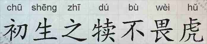 初生之犊不畏虎的拼音