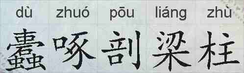 蠹啄剖梁柱的拼音