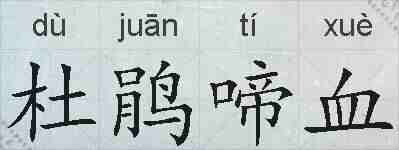 杜鹃啼血的拼音