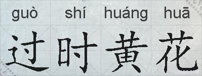 过时黄花的拼音