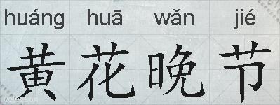 黄花晚节的拼音