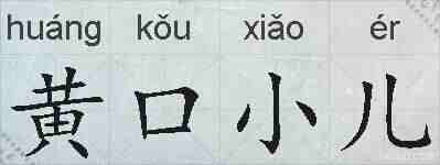 黄口小儿的拼音