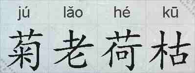 菊老荷枯的拼音