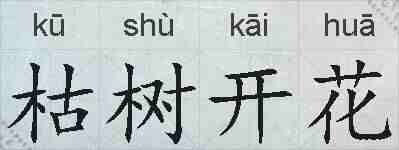 枯树开花的拼音