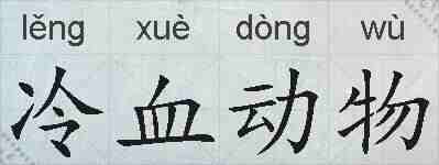冷血动物的拼音