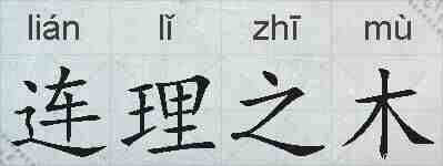 连理之木的拼音