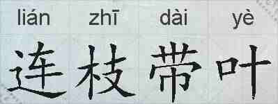 连枝带叶的拼音