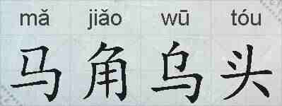 马角乌头的拼音