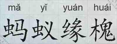 蚂蚁缘槐的拼音