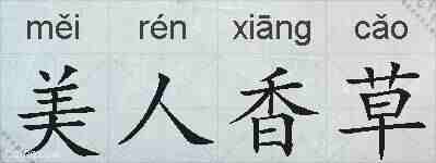 美人香草的拼音