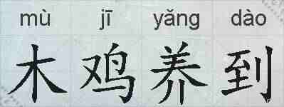 木鸡养到的拼音