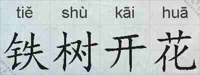 铁树开花的拼音