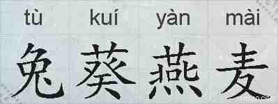 兔葵燕麦的拼音