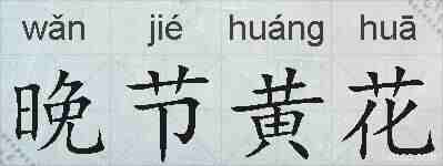 晚节黄花的拼音