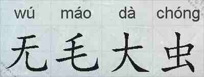 无毛大虫的拼音
