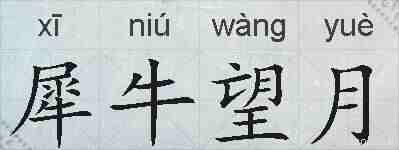 犀牛望月的拼音