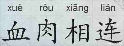 血肉相连的拼音
