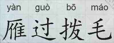 雁过拨毛的拼音