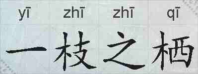 一枝之栖的拼音