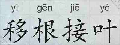 移根接叶的拼音