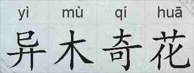 异木奇花的拼音