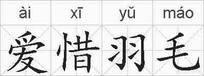 爱惜羽毛的拼音