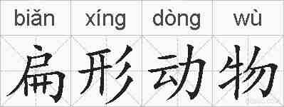 扁形动物的拼音