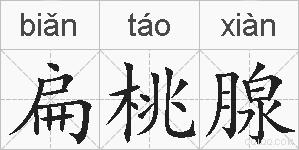 扁桃腺的拼音