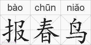 报春鸟的拼音