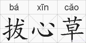 拔心草的拼音