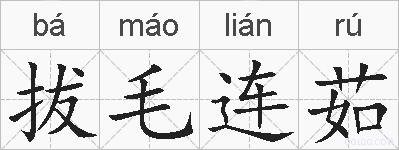 拔毛连茹的拼音