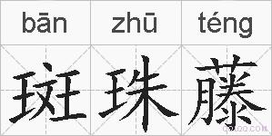 斑珠藤的拼音