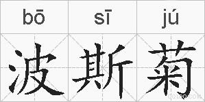 波斯菊的拼音