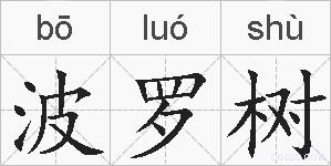 波罗树的拼音