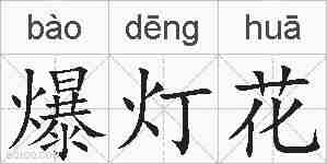 爆灯花的拼音