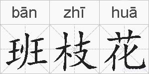 班枝花的拼音
