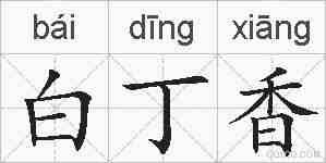 白丁香的拼音