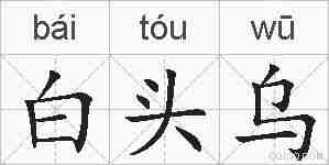 白头乌的拼音