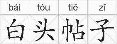 白头帖子的拼音